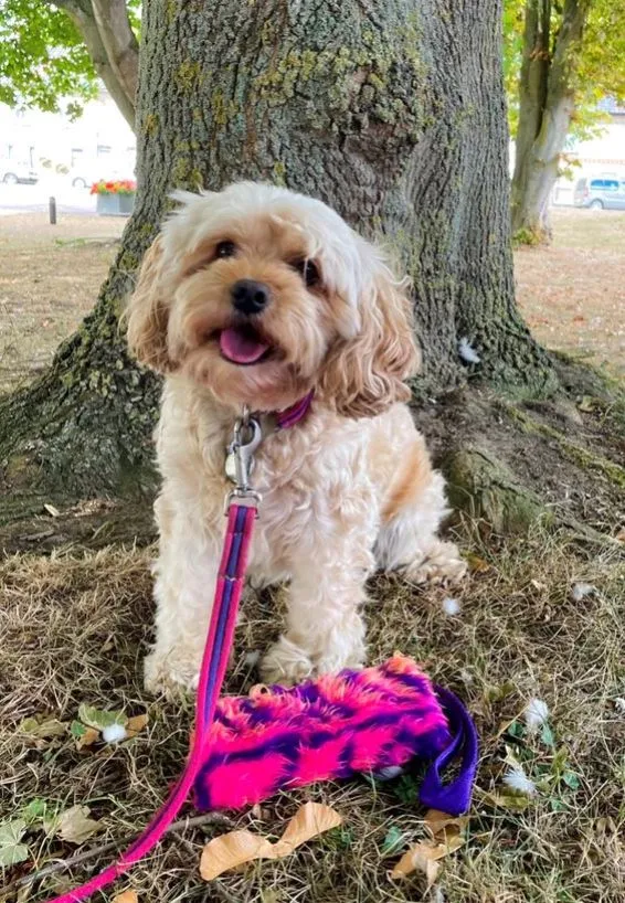 Dog Training Treat Bag Obedience Retrieve Furry Long Prey Dummy In Various Colours Large 7" long x 4"