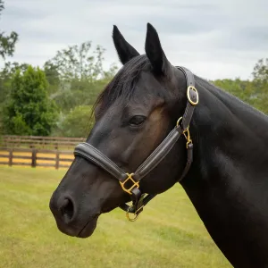 Jeffers Softie Padded Leather Halter