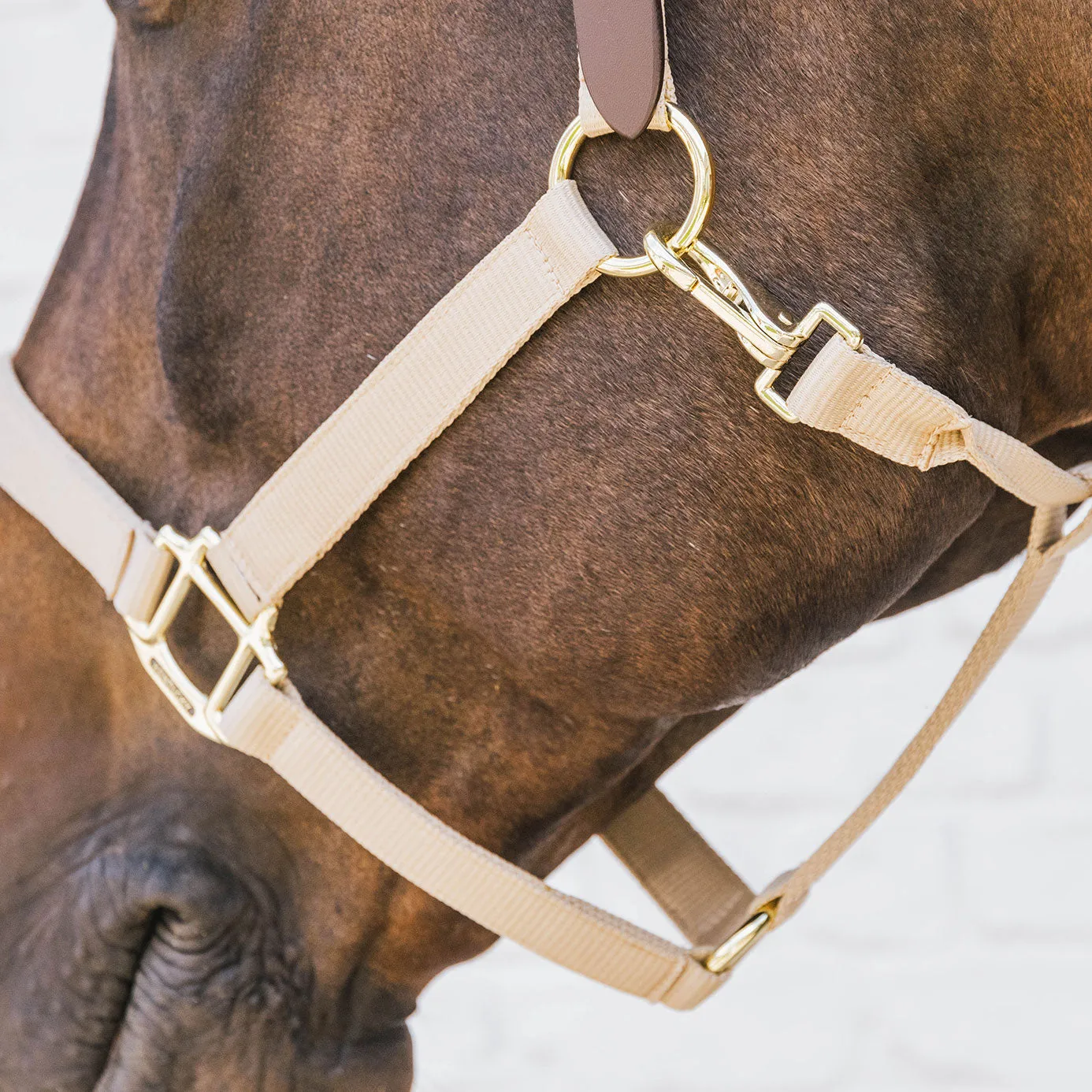 Kentucky Horsewear Nylon Breakaway Headcollar - Beige