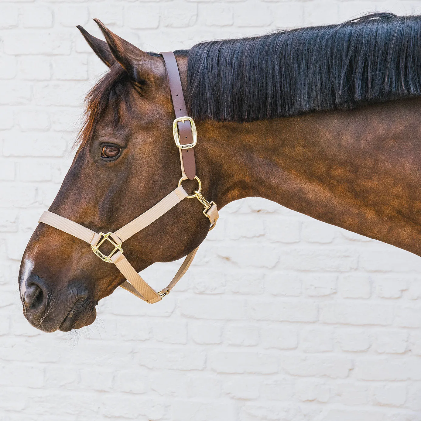 Kentucky Horsewear Nylon Breakaway Headcollar - Beige