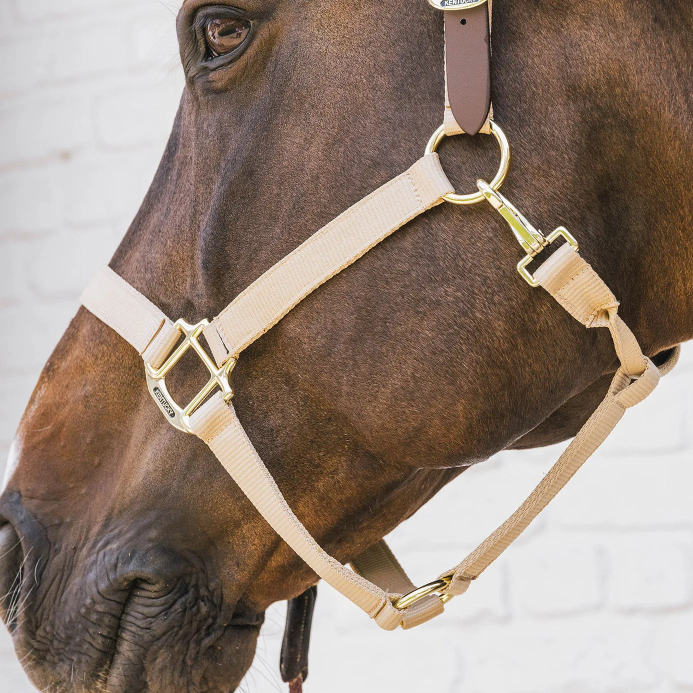 Kentucky Horsewear Nylon Breakaway Headcollar - Beige