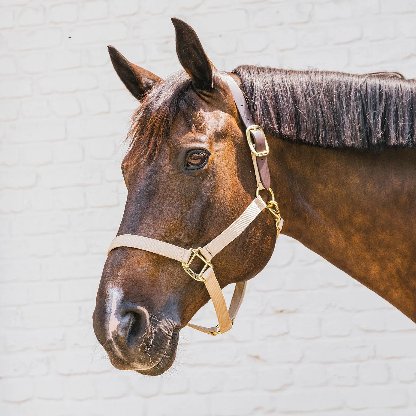 Kentucky Horsewear Nylon Breakaway Headcollar - Beige