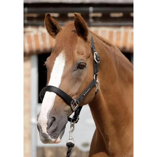 Premier Equine Plain Padded Headcollar