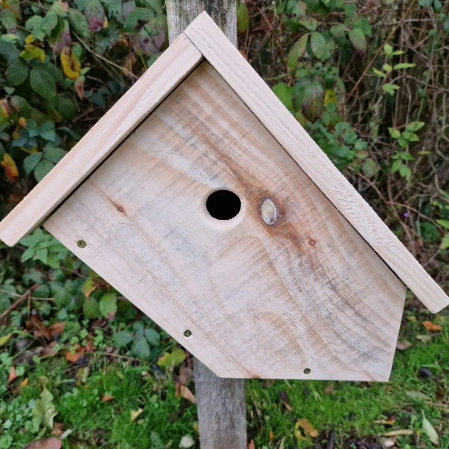 Slanted Wild Bird Blue Tit Camera Box